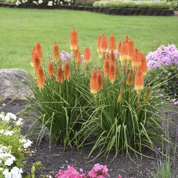 Книфофия. (Kniphofia) С1,5