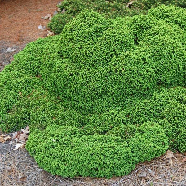 Ялина звичайна Літтл Джем. (Picea abies Little Gem) С3 CS2068 фото