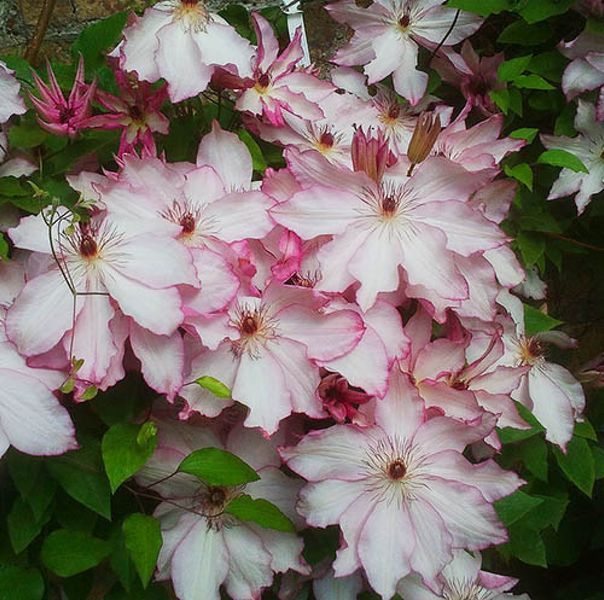 Клематис Омоширо. (Clematis Omoshiro) ІІ група С2