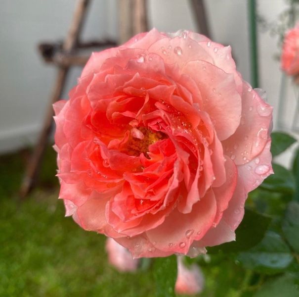 Роза Принцесса Сакура. (Princess Sakura) Японский в горшке 4л