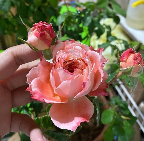 Роза Принцесса Сакура. (Princess Sakura) Японский в горшке 4л