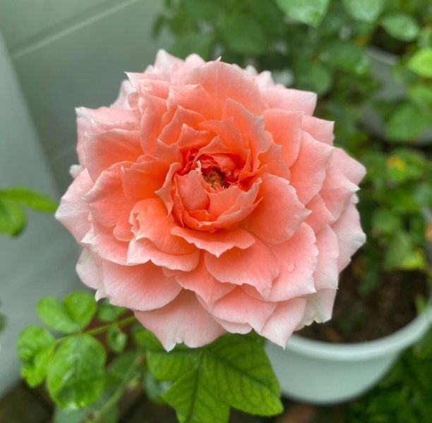 Роза Принцесса Сакура. (Princess Sakura) Японский в горшке 4л