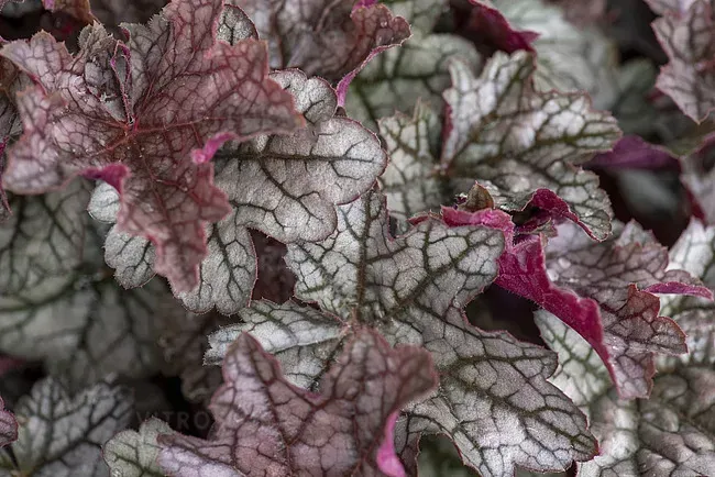 Гейхера "Пряна Кава", Heuchera World Caffe Corretto С3 V18887 фото