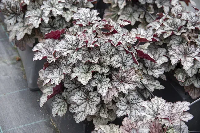 Гейхера "Пряна Кава", Heuchera World Caffe Corretto С3 V18887 фото