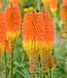 Книфофия. (Kniphofia) С1,5 CS1841 фото 2
