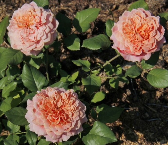 Роза Фестиваль де Жардин де Шомон. (Festival des Jardins de Chaumont) Шраб CS1591 фото