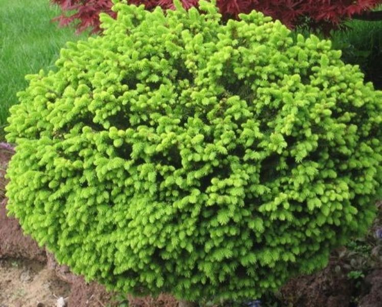 Ялина звичайна Літтл Джем. (Picea abies Little Gem) С3 CS2068 фото