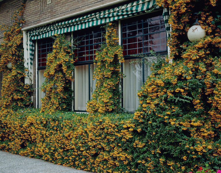 Піраканта &laquo;Голден Чармер&raquo; (Pyracantha coccinea &lsquo;Golden Charmer&rsquo;) С3