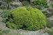 Ялина звичайна Літтл Джем. (Picea abies Little Gem) С3 CS2068 фото 1