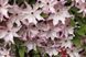 Клематис Омоширо. (Clematis Omoshiro) ІІ група С2 CS1741 фото 3