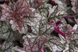 Гейхера "Пряна Кава", Heuchera World Caffe Corretto С3 V18887 фото 3