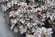 Гейхера "Пряна Кава", Heuchera World Caffe Corretto С3 V18887 фото 2