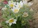 Простріл звичайний білий (Сон-трава). (Pulsatilla vulgaris 'Alba') CS1891 фото 2