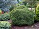Ялина звичайна Літтл Джем. (Picea abies Little Gem) С3 CS2068 фото 2