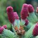 Ялина колюча Герман Нау. Picea pungens Hermann Naue D70-80 CS2118 фото 1
