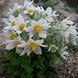 Простріл звичайний білий (Сон-трава). (Pulsatilla vulgaris 'Alba') CS1891 фото 1