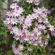 Клематис Омоширо. (Clematis Omoshiro) ІІ група С2 CS1741 фото 1