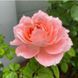 Роза Принцесса Сакура. (Princess Sakura) Японский в горшке 4л V10293 фото 4