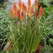 Книфофия. (Kniphofia) С1,5 CS1841 фото 1