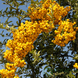 Піраканта &laquo;Голден Чармер&raquo; (Pyracantha coccinea &lsquo;Golden Charmer&rsquo;) С3 V58197 фото 1
