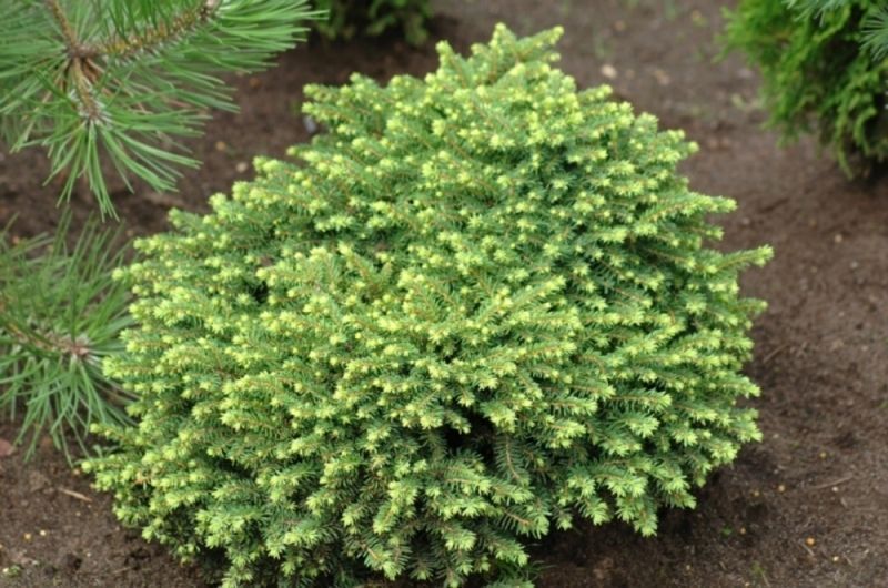 Ялина звичайна Літтл Джем. (Picea abies Little Gem) С3 CS2068 фото