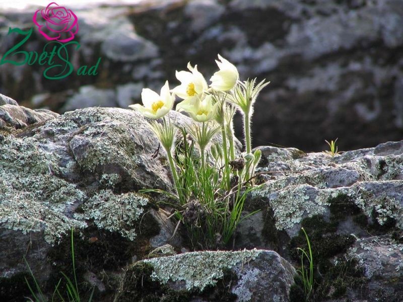 Простріл звичайний білий (Сон-трава). (Pulsatilla vulgaris 'Alba')