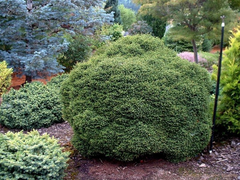 Ялина звичайна Літтл Джем. (Picea abies Little Gem) С3 CS2068 фото