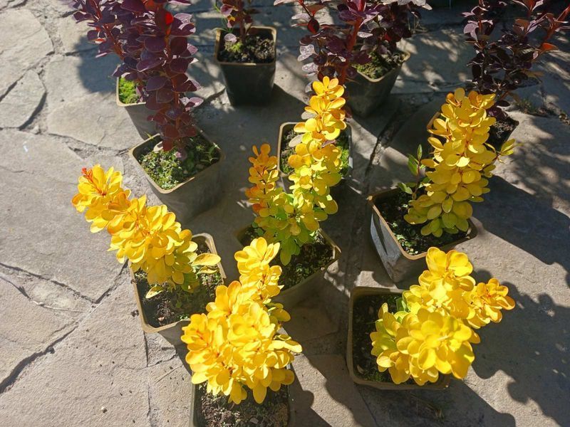 Барбарис Тунберга Голден Тауер. (Berberis thunbergii Golden Tower) Р9