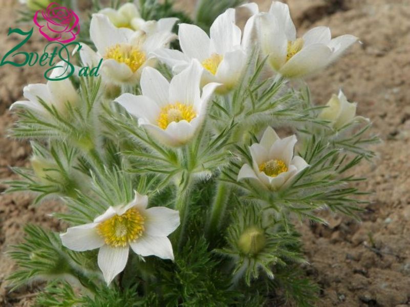 Простріл звичайний білий (Сон-трава). (Pulsatilla vulgaris 'Alba')