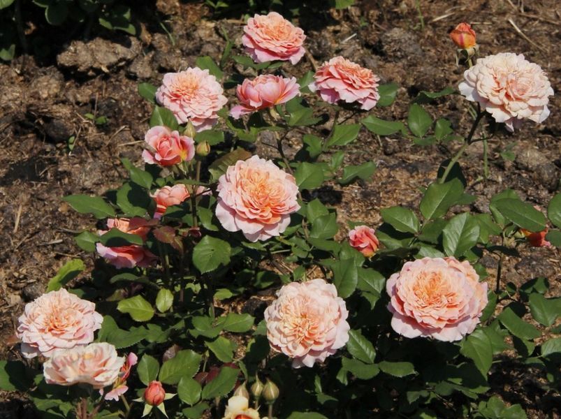 Роза Фестиваль де Жардин де Шомон. (Festival des Jardins de Chaumont) Шраб CS1591 фото
