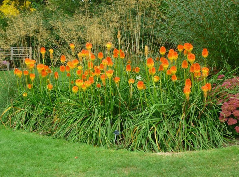 Книфофия. (Kniphofia) С1,5