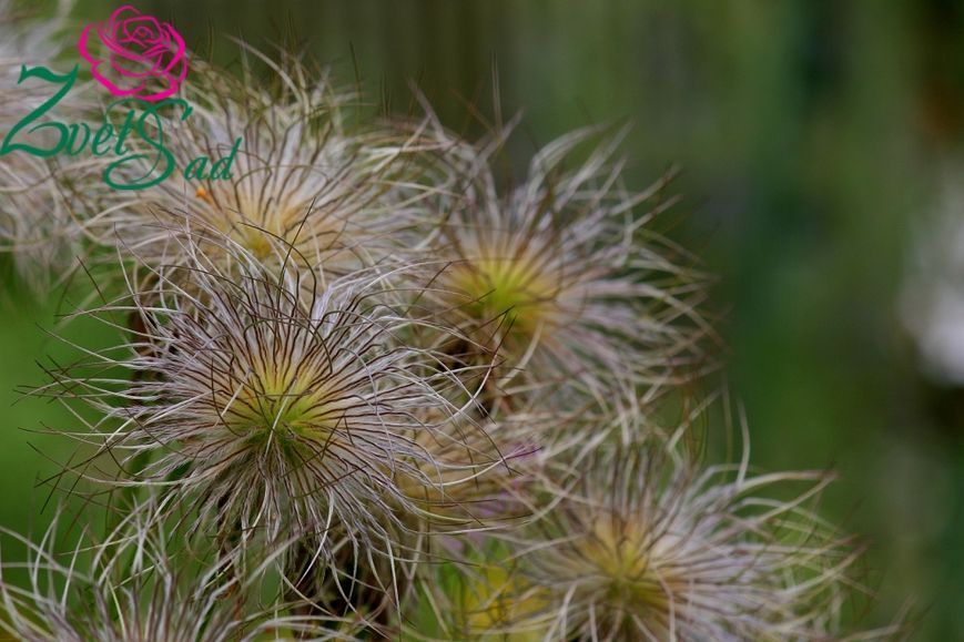 Простріл звичайний білий (Сон-трава). (Pulsatilla vulgaris 'Alba')