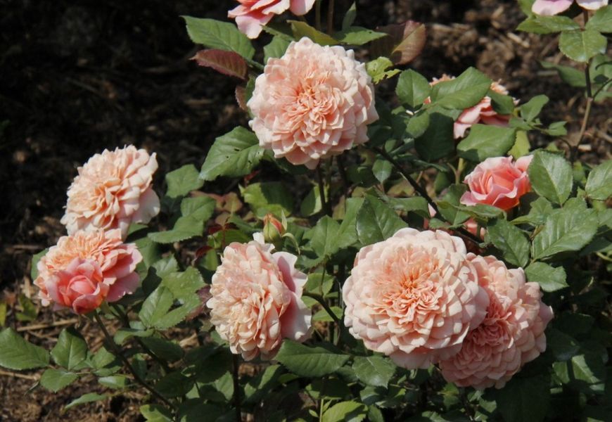 Роза Фестиваль де Жардин де Шомон. (Festival des Jardins de Chaumont) Шраб CS1591 фото