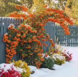 Піраканта &laquo;Оранж Чармер&raquo; (Pyracantha &lsquo;Orange Charmer&rsquo;) С3