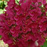 Гортензія волотиста Вімс Ред. (Hydrangea paniculata Wim's Red) P9 V00116 фото