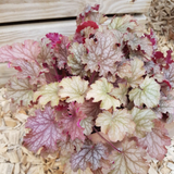 Гейхера Амаретто Heuchera World Caffe Amaretto C3 V28887 фото
