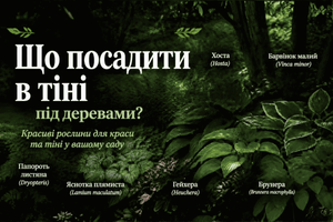 Що посадити в тіні та під деревами: багаторічники для красивого саду фото