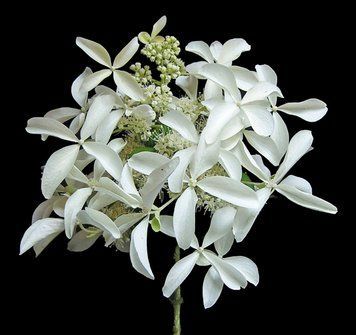 Гортензия метельчатая Грейт Стар. (Hydrangea paniculata Great Star&reg;/ Le Vasterial) CS2722 фото