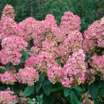 Гортензія волотиста Пінк Даймонд. (Hydrangea paniculata Pink Diamond) С3 CS2672 фото