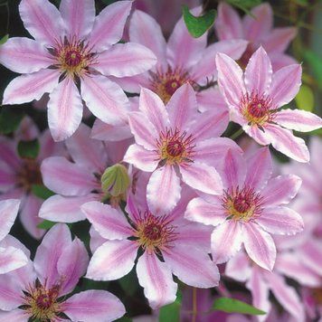 Клематис Нелли Мозер. (Clematis Nelly Moser)
