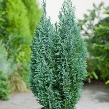 Кипарисовик Лавсона Элвуди. (Chamaecyparis lawsoniana Ellwoodii) С3 CS2169 фото