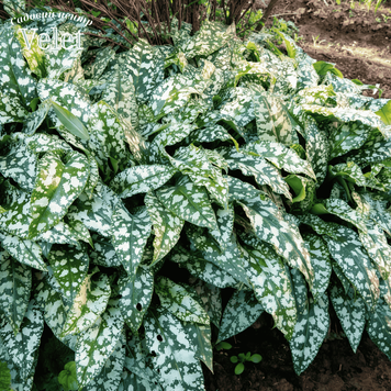 Медуница сахарная "Миссис Мун" Pulmonaria saccharata Mrs Moon Р9 R5546 фото