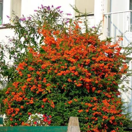Піраканта &laquo;Оранж Чармер&raquo; (Pyracantha &lsquo;Orange Charmer&rsquo;) С3