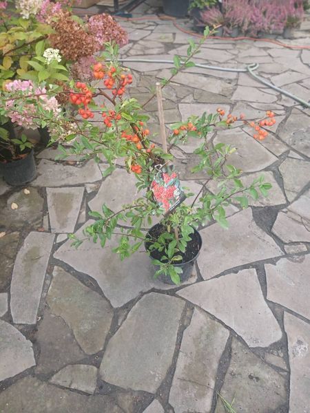 Піраканта &laquo;Оранж Чармер&raquo; (Pyracantha &lsquo;Orange Charmer&rsquo;) С3