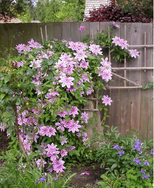 Клематис Неллі Мозер. (Clematis Nelly Moser) ІІгрупа С3