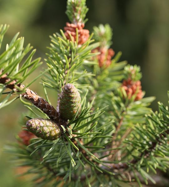 Сосна Банкса. (Pinus banksiana) С3 CS2319 фото
