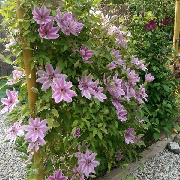 Клематис Неллі Мозер. (Clematis Nelly Moser) ІІгрупа С3