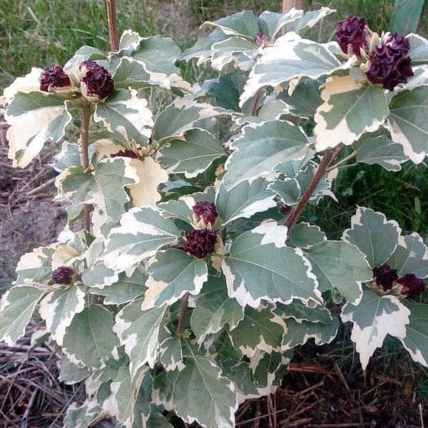 Гібіскус сирійський Пурпуреа Варієгата. (Hibiscus syriacus purpureus variegatus) С3 CS2622 фото