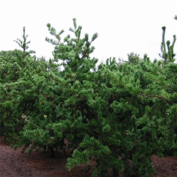 Сосна Банкса. (Pinus banksiana) С3 CS2319 фото