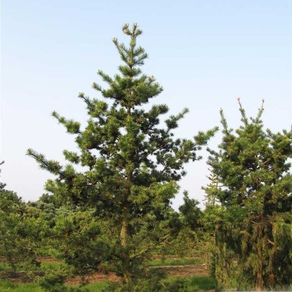 Сосна Банкса. (Pinus banksiana) С3 CS2319 фото